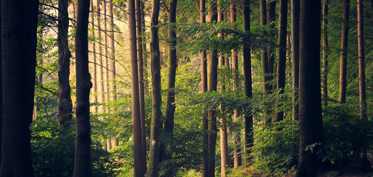 Scalian plante des arbres pour compenser son empreinte carbone
