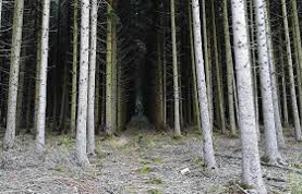 Exemple d'une parcelle de la forêt des Landes après une éclaircie