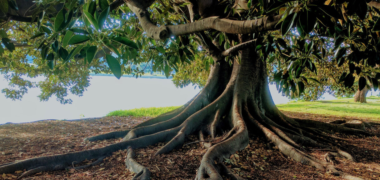 Reforestaction projet 2022