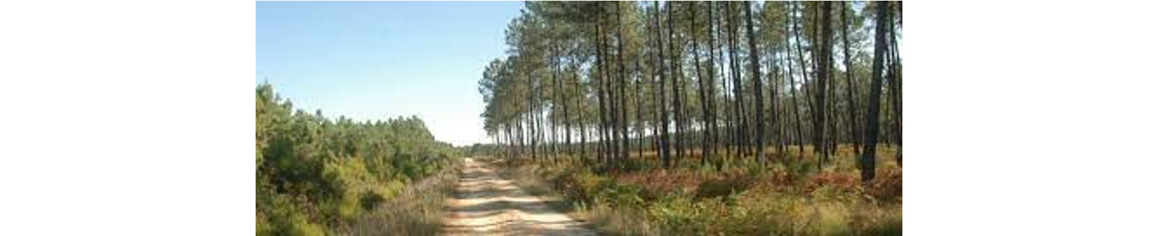 vue d'une parcelle de la forêt des Landes